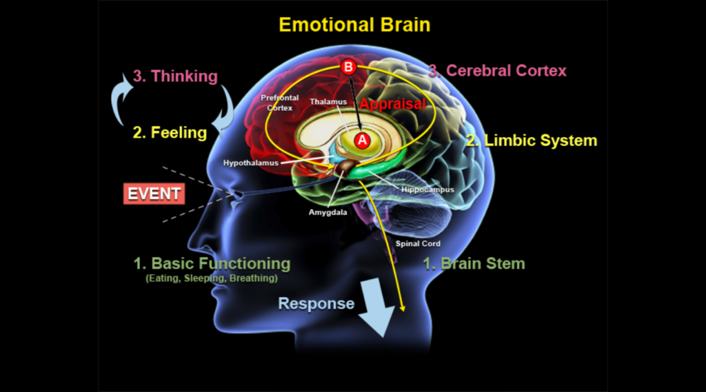 the-importance-of-emotion-future-proof-insights-consumer-neuroscience